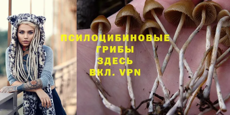 Псилоцибиновые грибы MAGIC MUSHROOMS  Губкин 